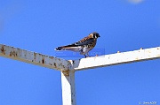 Falco sparverius crecerelle Amerique DSC_1882_tn